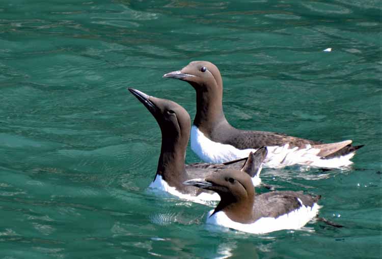 the common murre